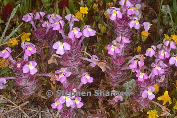 triphysaria eriantha ssp rosea 1 graphic